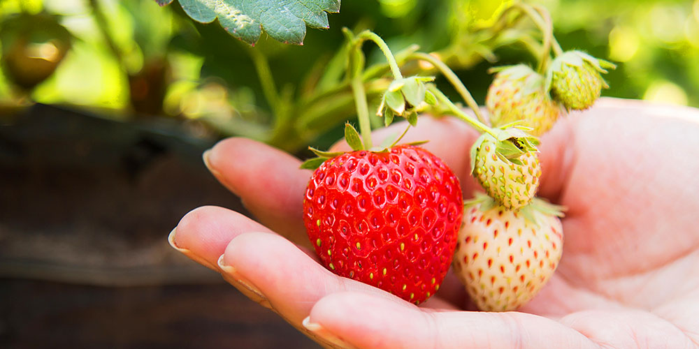 親子活動2021 摘士多啤梨 元朗朗屏士多啤梨園