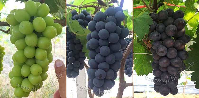 元朗大棠士多啤梨園葡萄園 提子品種