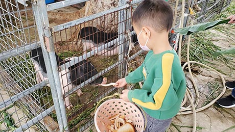 小朋友餵豬 朗屏士多啤梨園