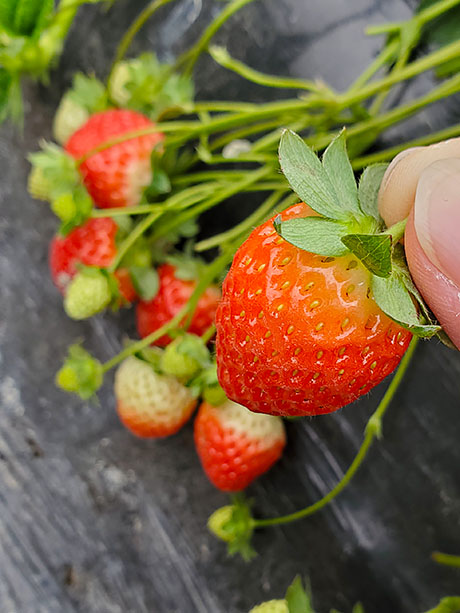 朗屏士多啤梨園 摘士多啤梨