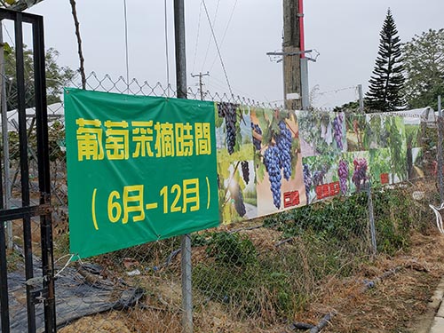 朗屏士多啤梨園 摘提子時間