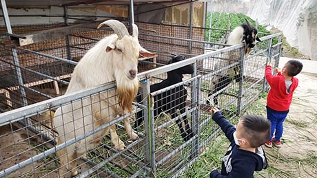 餵山羊活動 朗屏士多啤梨園