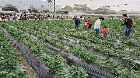 香港摘士多啤梨 朗屏士多啤梨園