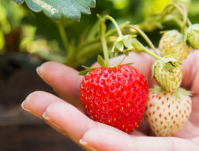 朗屏士多啤梨園2021