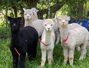 蝶豆花園親子好去處