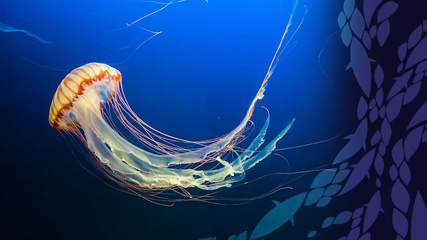 海洋探索體驗館水母