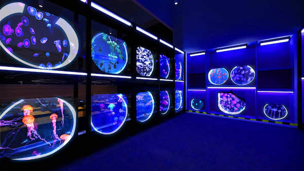 浩海立方探游館 水母研究所 2