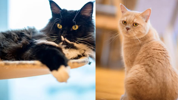 貓cafe Meow Art Coffee