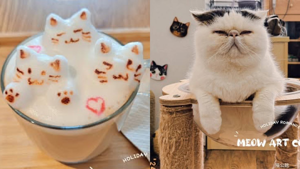 貓咖 Meow Art Coffee