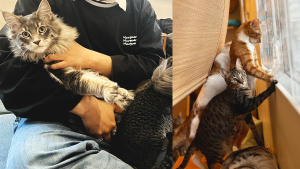 貓貓cafe Nekos Cube