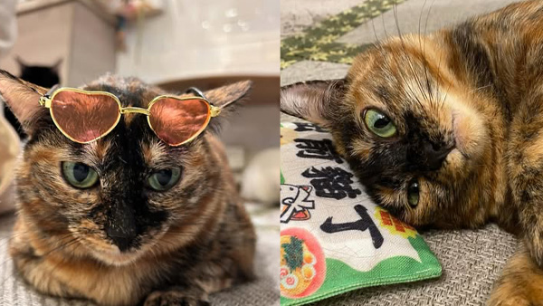 貓cafe 浪浪抱抱